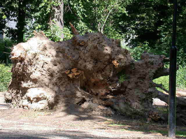 I grandi Funghi: La crescita di Meripilus giganteus